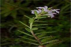 Pedicularis zeylanica